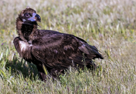 AVVOLTOIO MONACO, Black Vulture , Aegypius monachus - Luogo: Estremadura (E)
