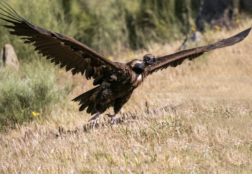 AVVOLTOIO MONACO, Black Vulture , Aegypius monachus - Luogo: Estremadura (E)