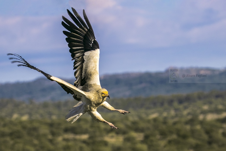 CAPOVACCAIO, Egyptian Vulture, Neophron percnopterus - Luogo: Estremadura (E)