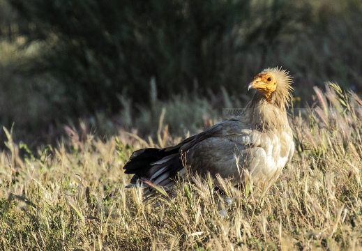 CAPOVACCAIO, Egyptian Vulture, Neophron percnopterus - Luogo: Estremadura (E)