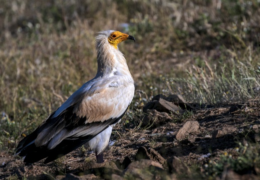 CAPOVACCAIO, Egyptian Vulture, Neophron percnopterus - Luogo: Estremadura (E)