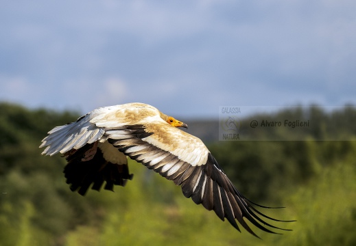 CAPOVACCAIO, Egyptian Vulture, Neophron percnopterus - Luogo: Estremadura (E)