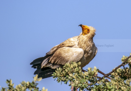 CAPOVACCAIO, Egyptian Vulture, Neophron percnopterus - Luogo: Estremadura (E)