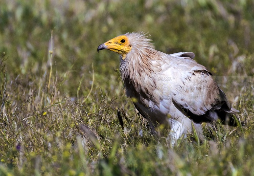 CAPOVACCAIO, Egyptian Vulture, Neophron percnopterus - Luogo: Estremadura (E)