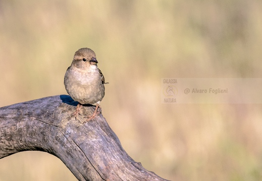 PASSERA D’ITALIA, Italian sparrow, Passer italiae