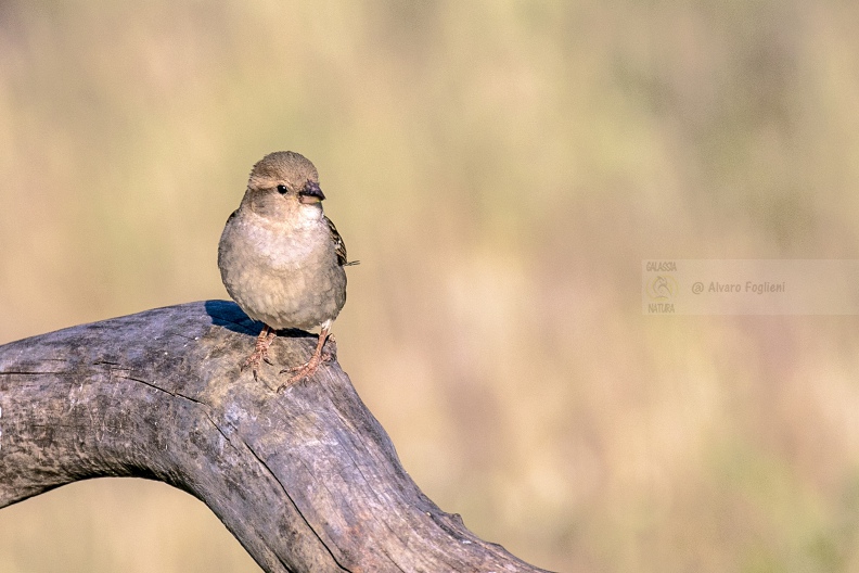 PASSERA LAGIA; Rock sparrow; Petronia petronia