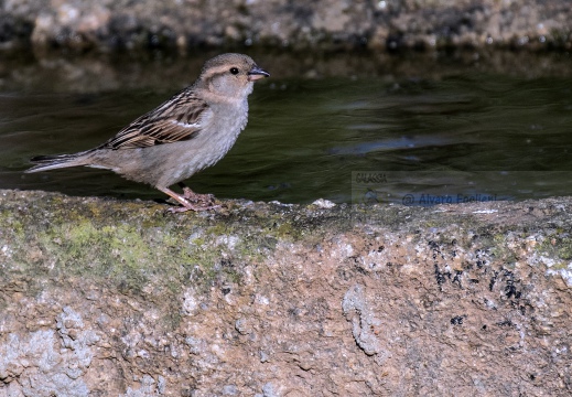 PASSERA D’ITALIA, Italian sparrow, Passer italiae