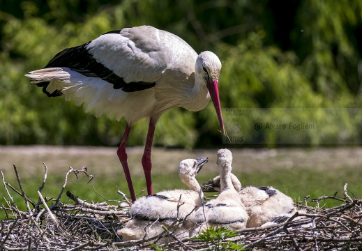 CICOGNA BIANCA - Allevamento piccoli