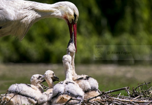 CICOGNA BIANCA; White Stork; Ciconia ciconia 