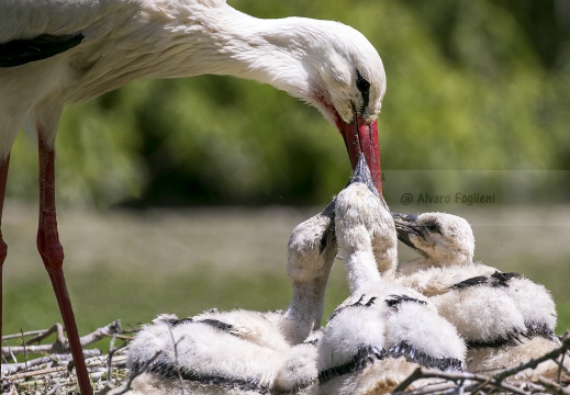 CICOGNA BIANCA; White Stork; Ciconia ciconia 