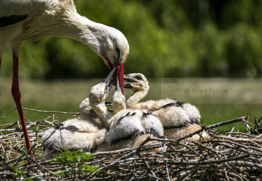 CICOGNA BIANCA; White Stork; Ciconia ciconia 
