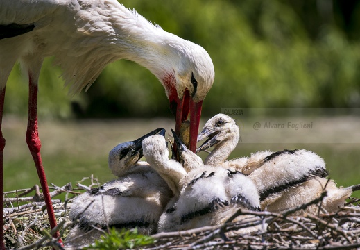CICOGNA BIANCA; White Stork; Ciconia ciconia 