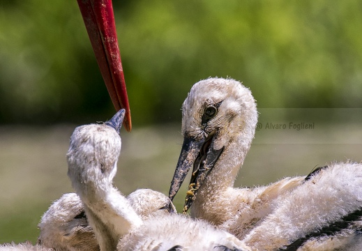 CICOGNA BIANCA; White Stork; Ciconia ciconia 