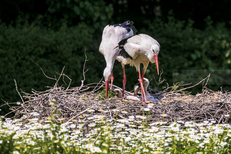 CICOGNA BIANCA; White Stork; Ciconia ciconia 