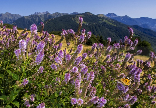 ALPE GIUMELLO (LC)