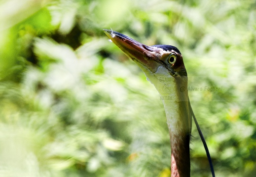 AIRONE ROSSO; Purple Heron; Ardea purpurea 