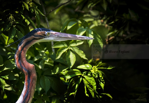 AIRONE ROSSO; Purple Heron; Ardea purpurea 