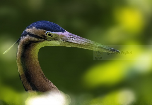 AIRONE ROSSO; Purple Heron; Ardea purpurea 