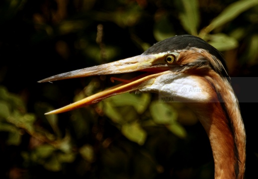 AIRONE ROSSO; Purple Heron; Ardea purpurea 