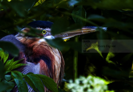 AIRONE ROSSO; Purple Heron; Ardea purpurea 