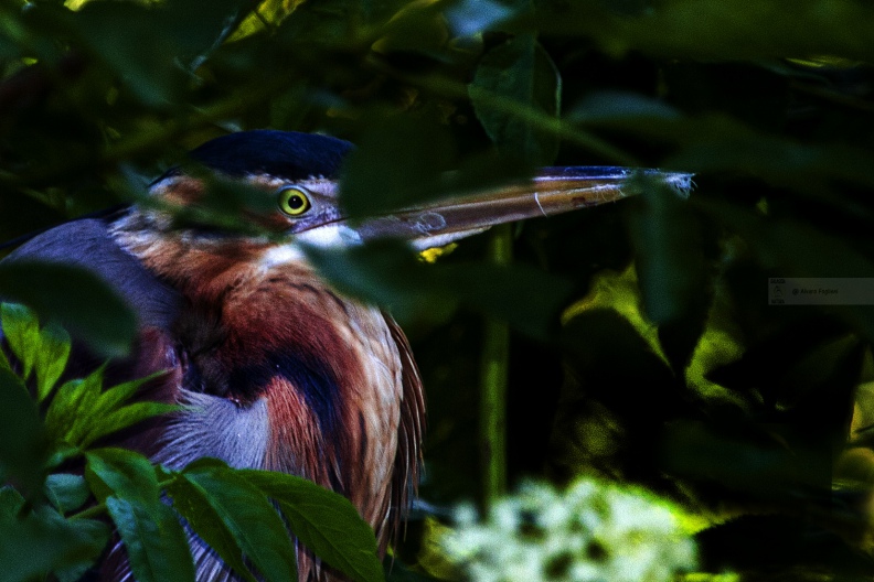 AIRONE ROSSO; Purple Heron; Ardea purpurea 
