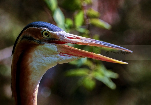 AIRONE ROSSO; Purple Heron; Ardea purpurea 