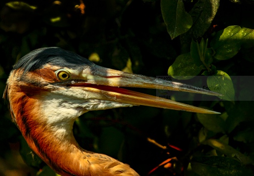AIRONE ROSSO; Purple Heron; Ardea purpurea 