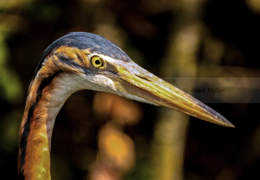 AIRONE ROSSO; Purple Heron; Ardea purpurea 