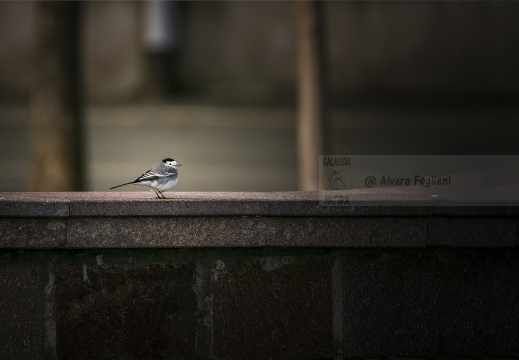 BALLERINA BIANCA; White Wagtail; Motacilla alba alba 