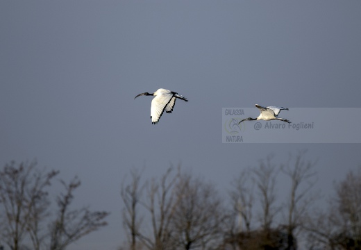 IBIS SACRO; Sacred Ibis; Threskiornis aethiopicus   