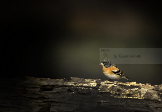 PEPPOLA; Brambling; Fringilla montifringilla