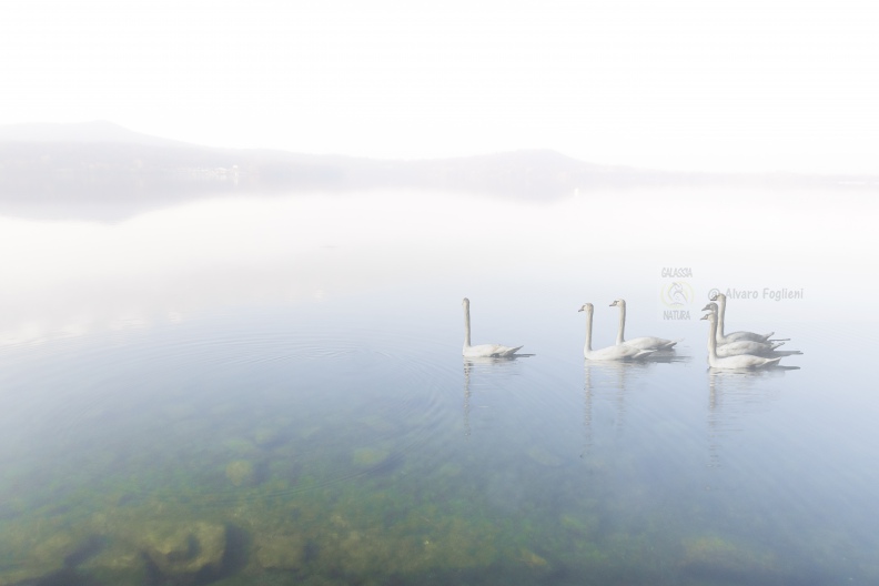 Cigni nella nebbia - Lago di Viverone (BI)