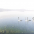 Cigni nella nebbia - Lago di Viverone (BI)