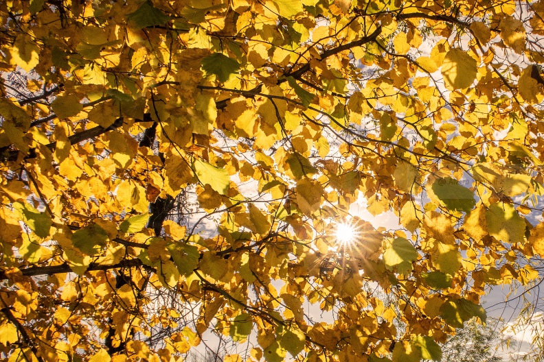 Studio Sole fra le foglie - Parco Ticinello (MI)