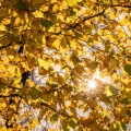 Studio Sole fra le foglie - Parco Ticinello (MI)