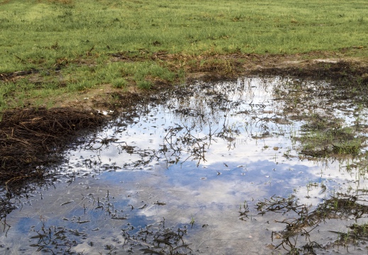 Studi riflessi - Il cielo in una pozzanghera - Parco Tcinello (MI)