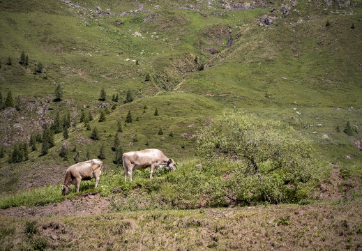 Alta Val Brembana - Monte Avaro (BG) - Bovine