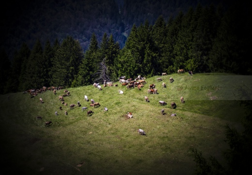 Alta Val Brembana - Monte Avaro (BG) - Gregge al pascolo