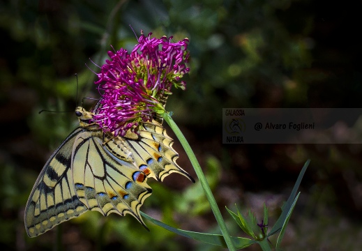 MACAONE; Swallowtail; Papilio machaon 