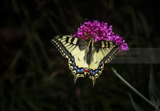 MACAONE; Swallowtail; Papilio machaon 