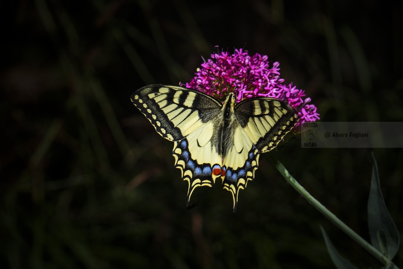 MACAONE; Swallowtail; Papilio machaon 
