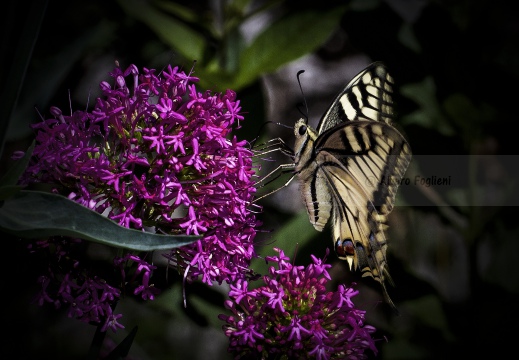 MACAONE; Swallowtail; Papilio machaon 