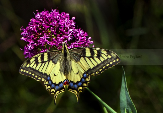 MACAONE; Swallowtail; Papilio machaon 