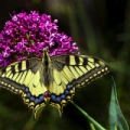 MACAONE; Swallowtail; Papilio machaon 