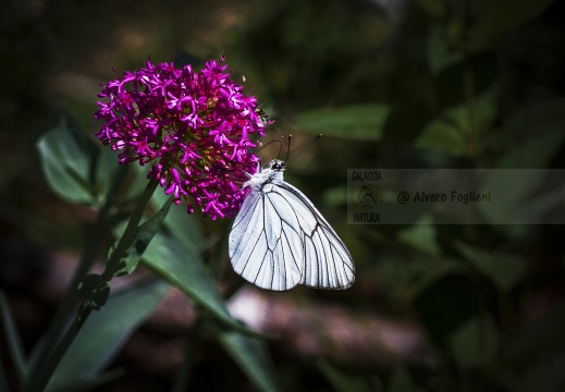 PIERIDE DEL BIANCOSPINO; Black-veined white; Aporia crataegi 