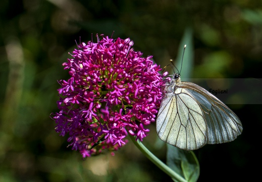 PIERIDE DEL BIANCOSPINO; Black-veined white; Aporia crataegi 