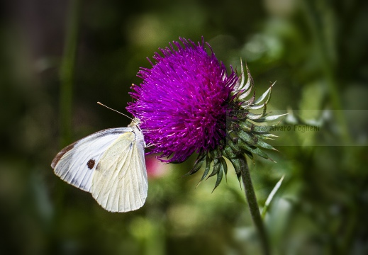 CAVOLAIA MINORE; Small white; Pieris rapae