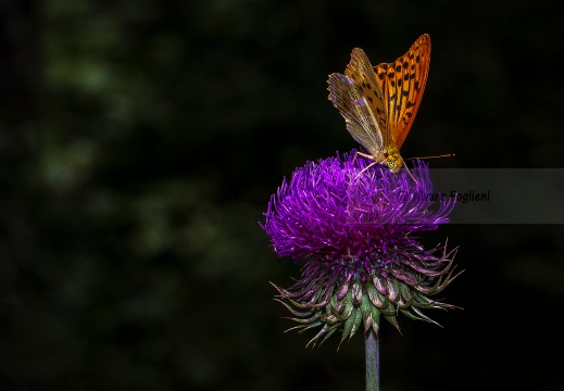 PAFIA; Silver-washed fritillary; Argynnis paphia