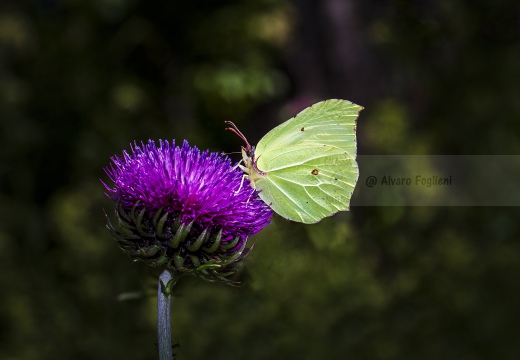 CEDRONELLA;  Common brimstone; Gonepteryx rhamni 