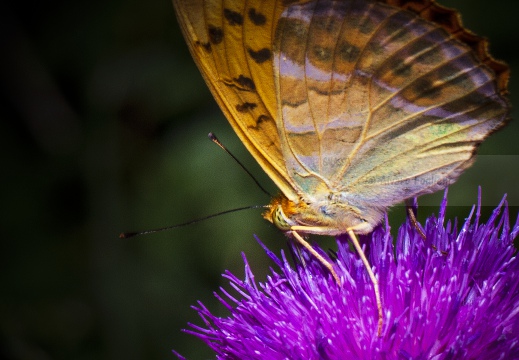 PAFIA; Silver-washed fritillary; Argynnis paphia